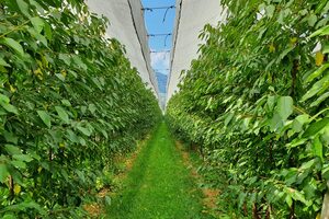 Irrigazione deficitaria in post-raccolta su cv “Santina”: risultati studio in Cile