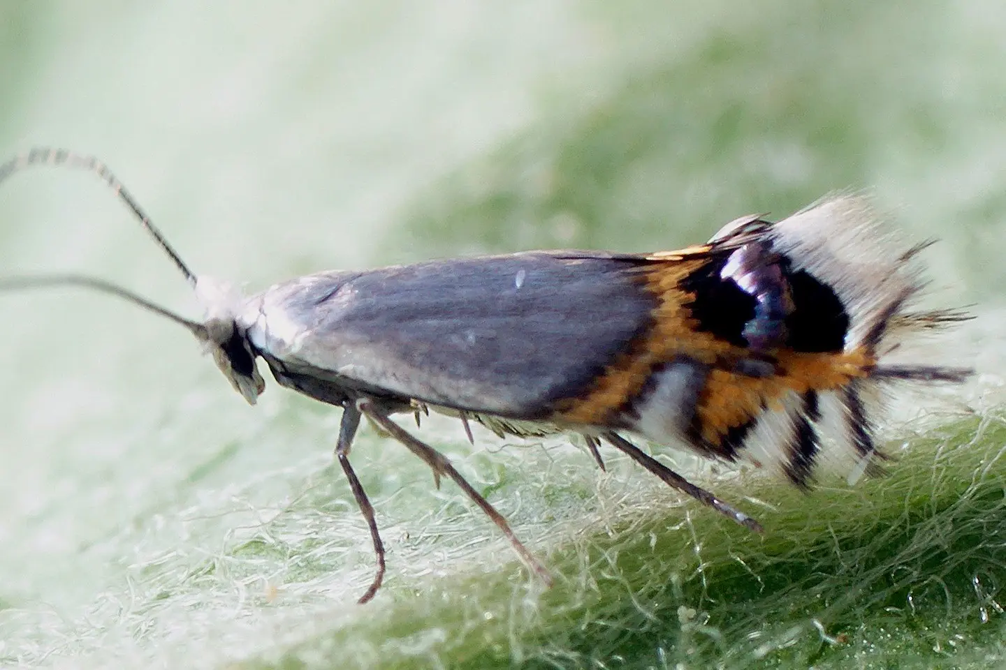 Population dynamics and monitoring of Leucoptera malifoliella: a case study in urban sweet cherry orchards