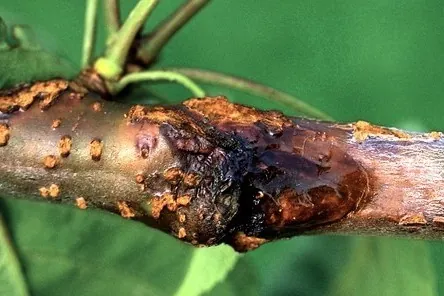 Le strategie di difesa del ciliegio contro Pseudomonas syringae: un confronto tra le cultivar “Santina” e “Bing”