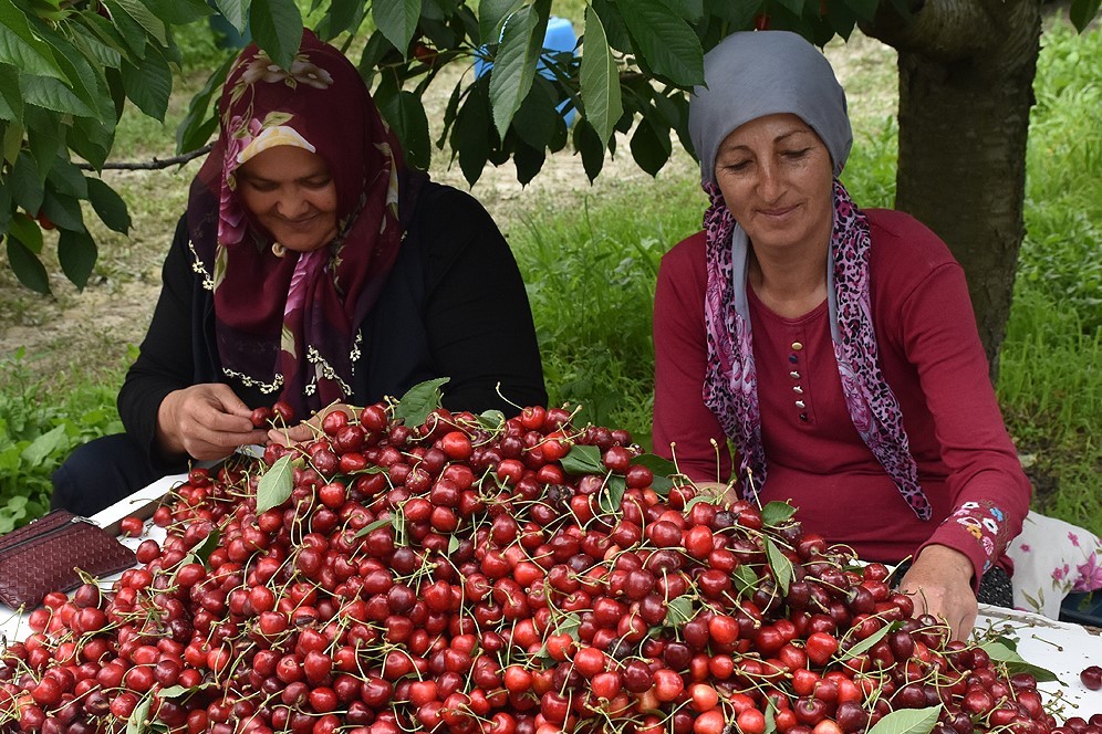 Ottimizzazione della scelta varietale: analisi tecnico-economica in relazione alla percezione del rischio degli agricoltori