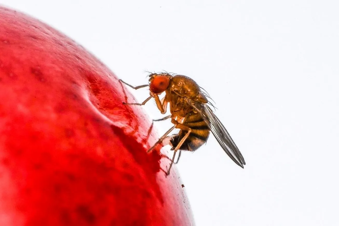 Drosophila suzukii: preferenze di ovideposizione e sviluppo su diverse cultivar di ciliegio