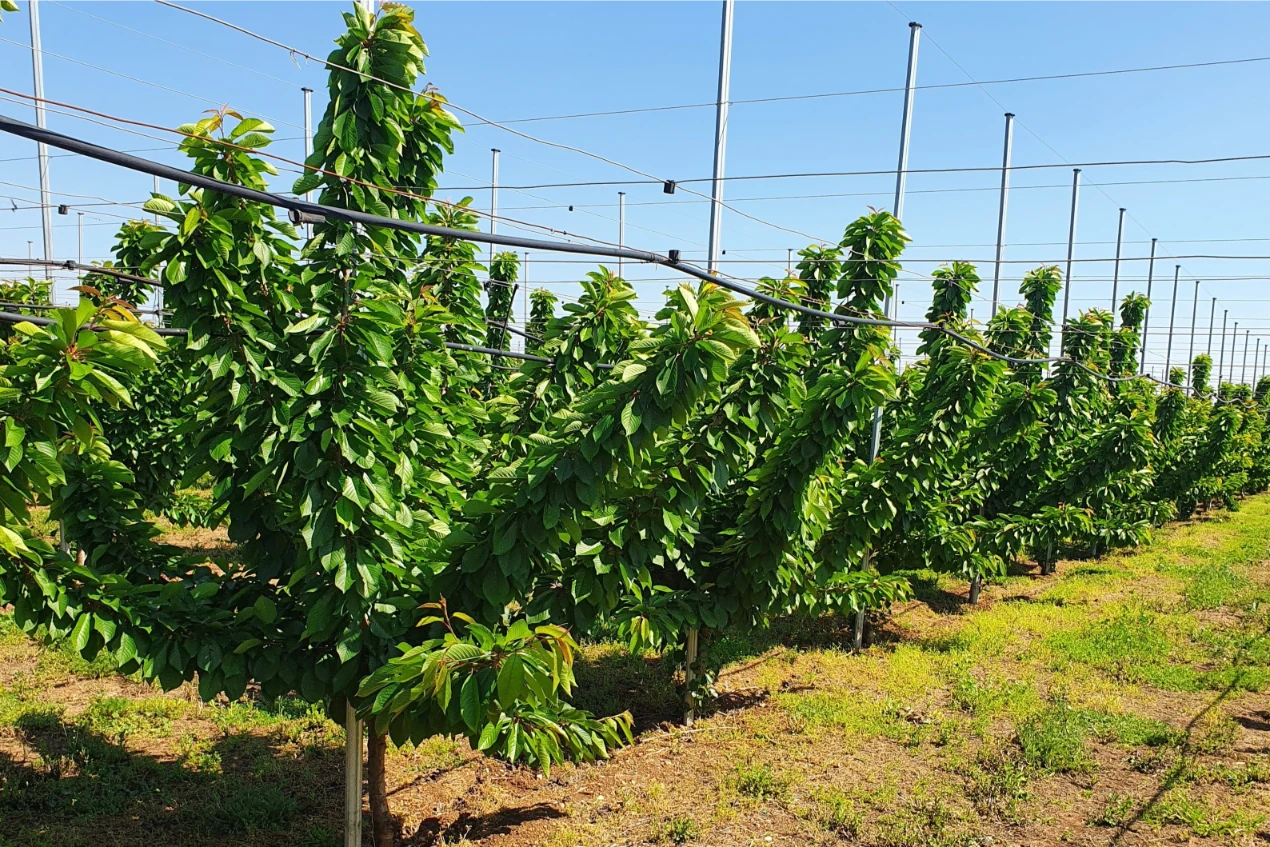 New metabolic evidence on scion–rootstock interaction in sweet cherry: a study on Prunus mahaleb