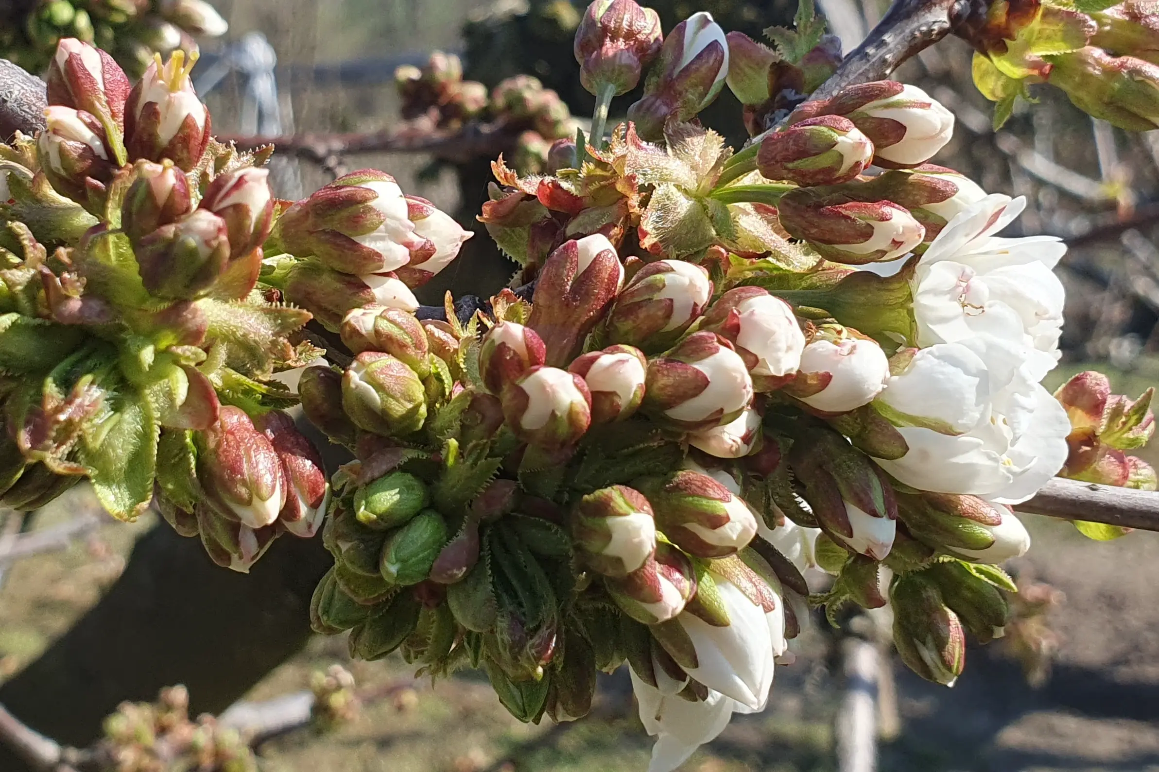 Climate change is altering the phenological dynamics of the sweet cherry
