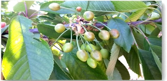 Late spring frost damage on cherries