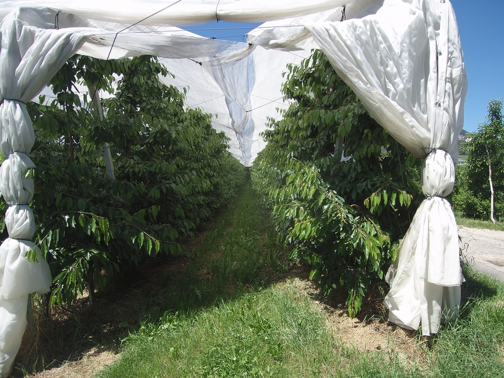 Sfide e futuro della ciliegia: dalle varietà al clima, le riflessioni dal Cile sull'industria odierna