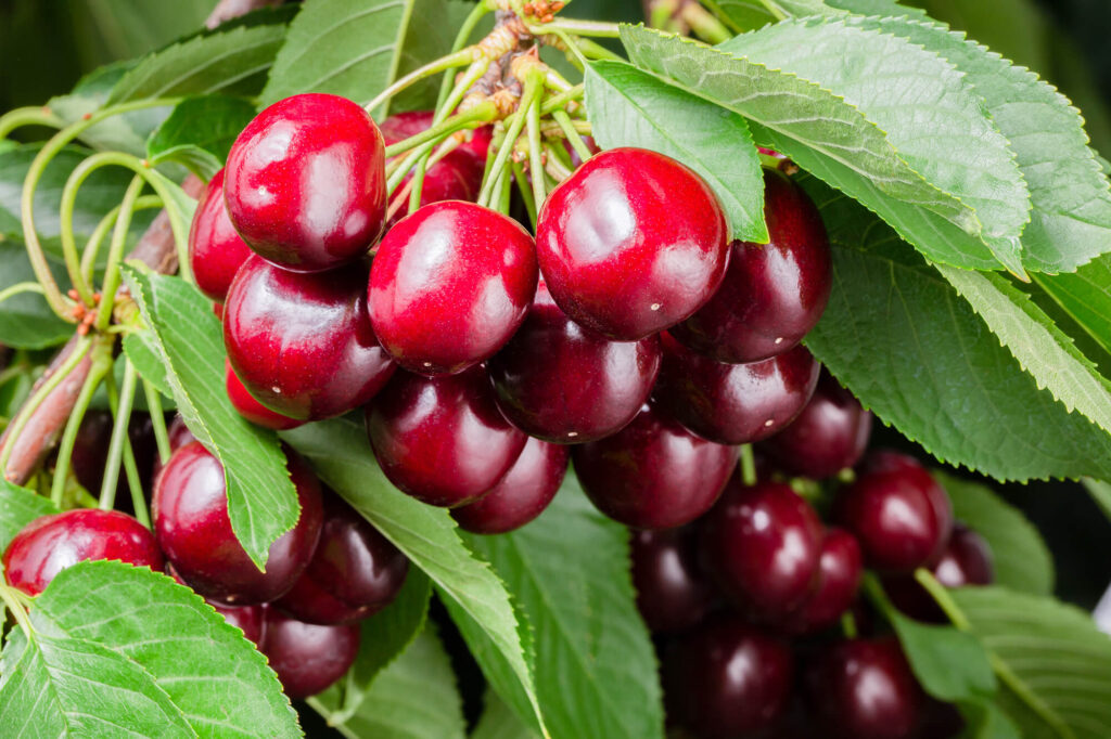 Limited harvest, but still a quality product for British Columbia cherries