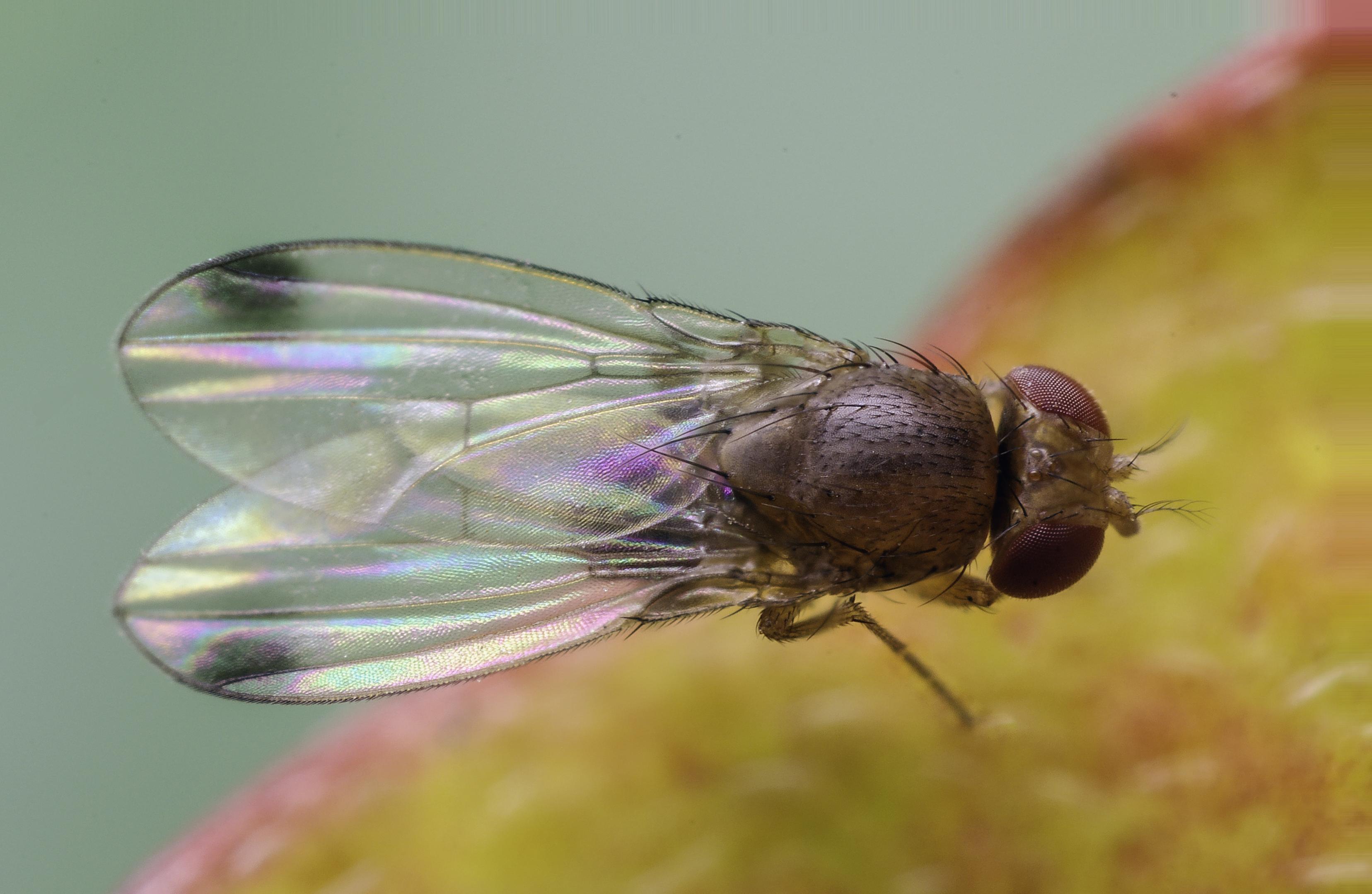 Studies from California reveal some problems with insecticide resistance of Drosophila suzukii