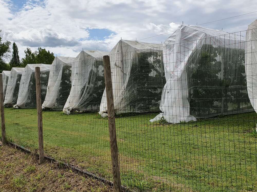 To cover (with multifunctional nets) or not to cover? The answer lies in the type of plantation