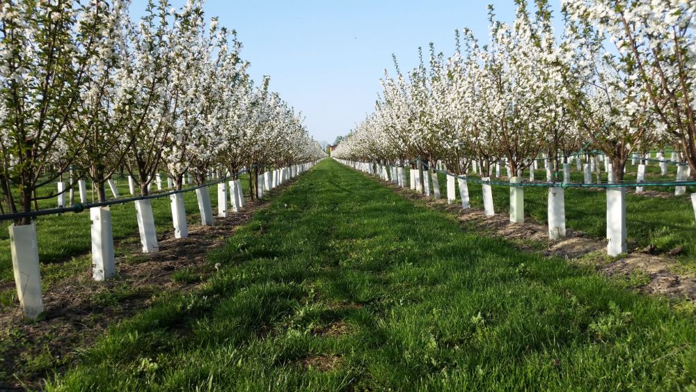 PHOTO 1 - Overview of the experimental cherry orchard in full bloom