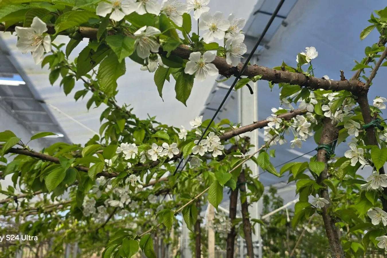 Agrivoltaico 4.0 in Italia: frutteti resilienti contro clima estremo e reddito extra