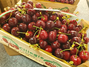 The challenges of Italy’s sweet cherry season: a complex year amid rains and decreasing consumption