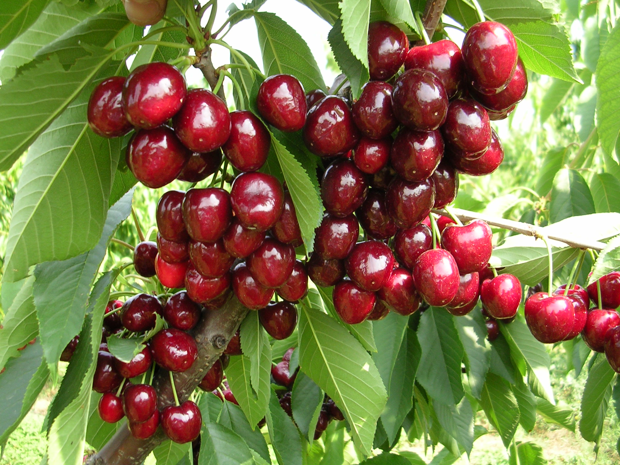 Regulating fruit load to improve sweet cherry quality under plastic covers