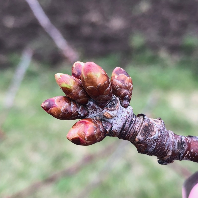 The role of supercooling in sweet cherry flower buds to avoid frost damage