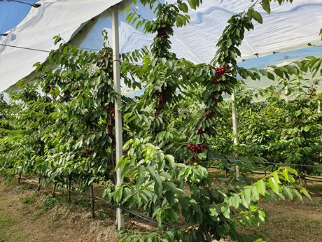 The influence of trunk height on sweet cherry quality