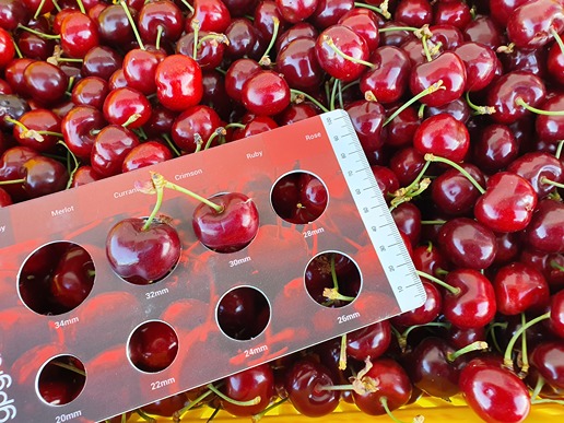 Impact of GA3 application on sweet cherry fruit development