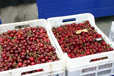 New techniques for freezing cherries and varietal suitability