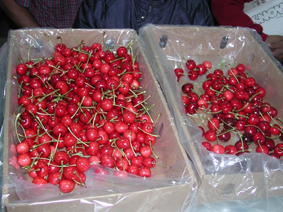 The challenges of the Chilean sweet cherry season: from uncertain forecasts to future solutions