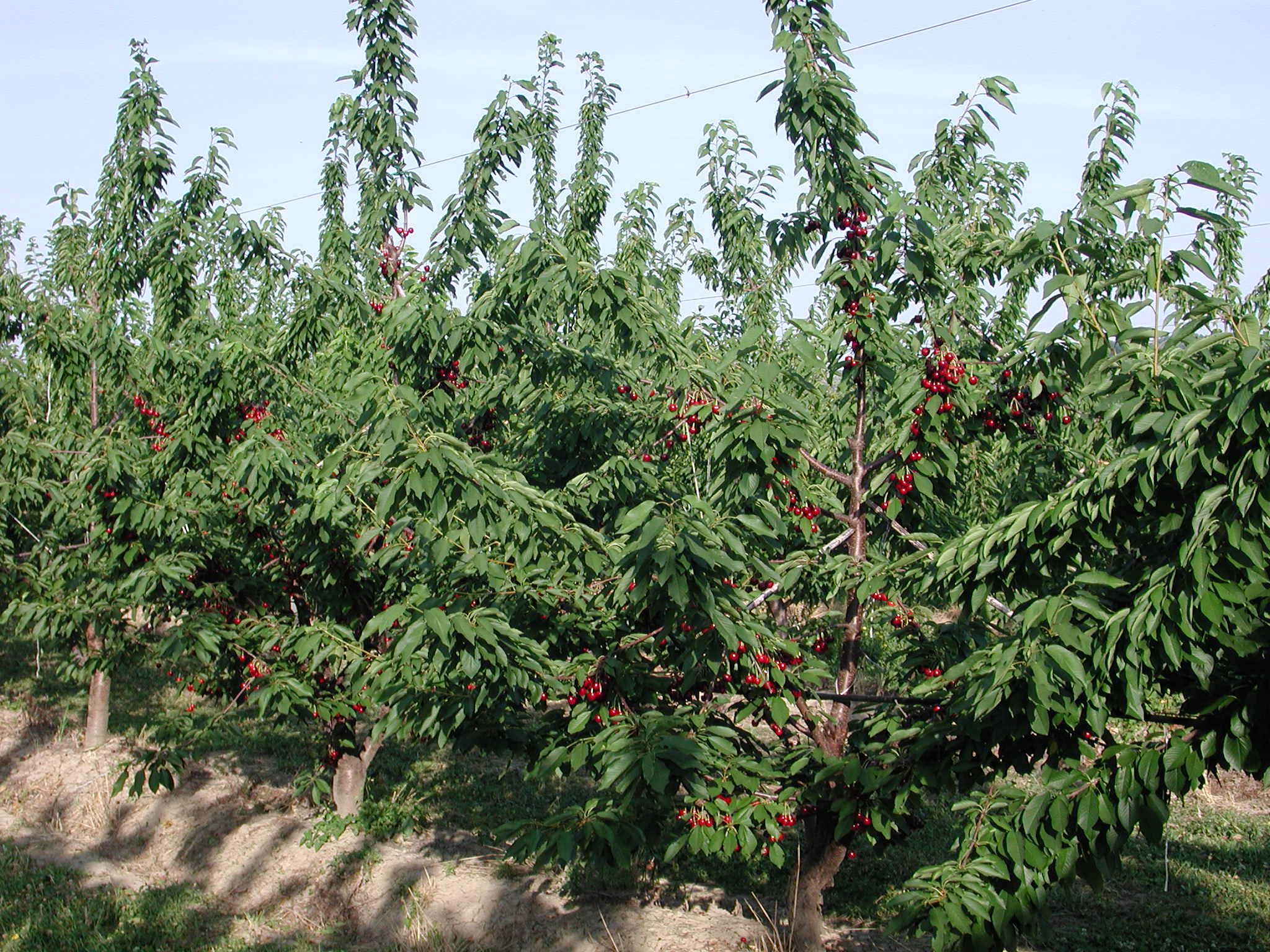 Cherry boom in Río Negro (Argentina): 20% growth and new export frontiers