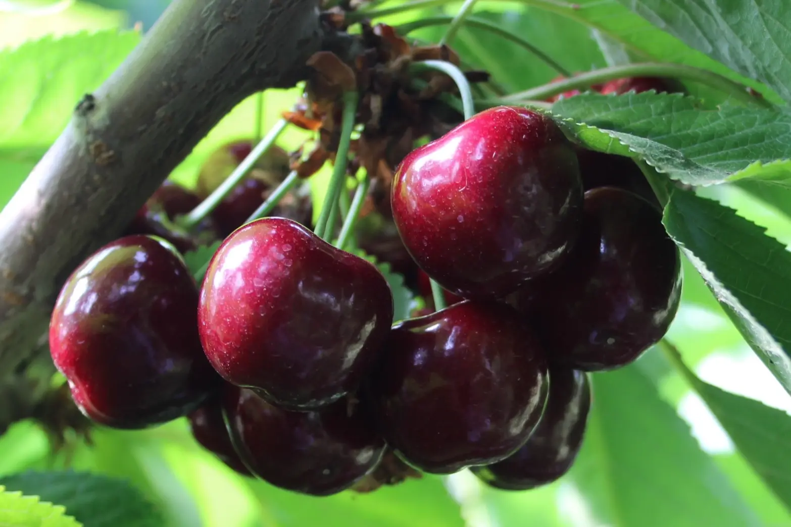 Imports of Chilean cherries into Argentina reach a record high: 1,273 tonnes