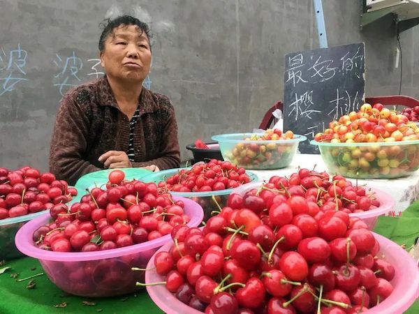 Ensuring authenticity: tracing the geographical origin of sweet cherry in China