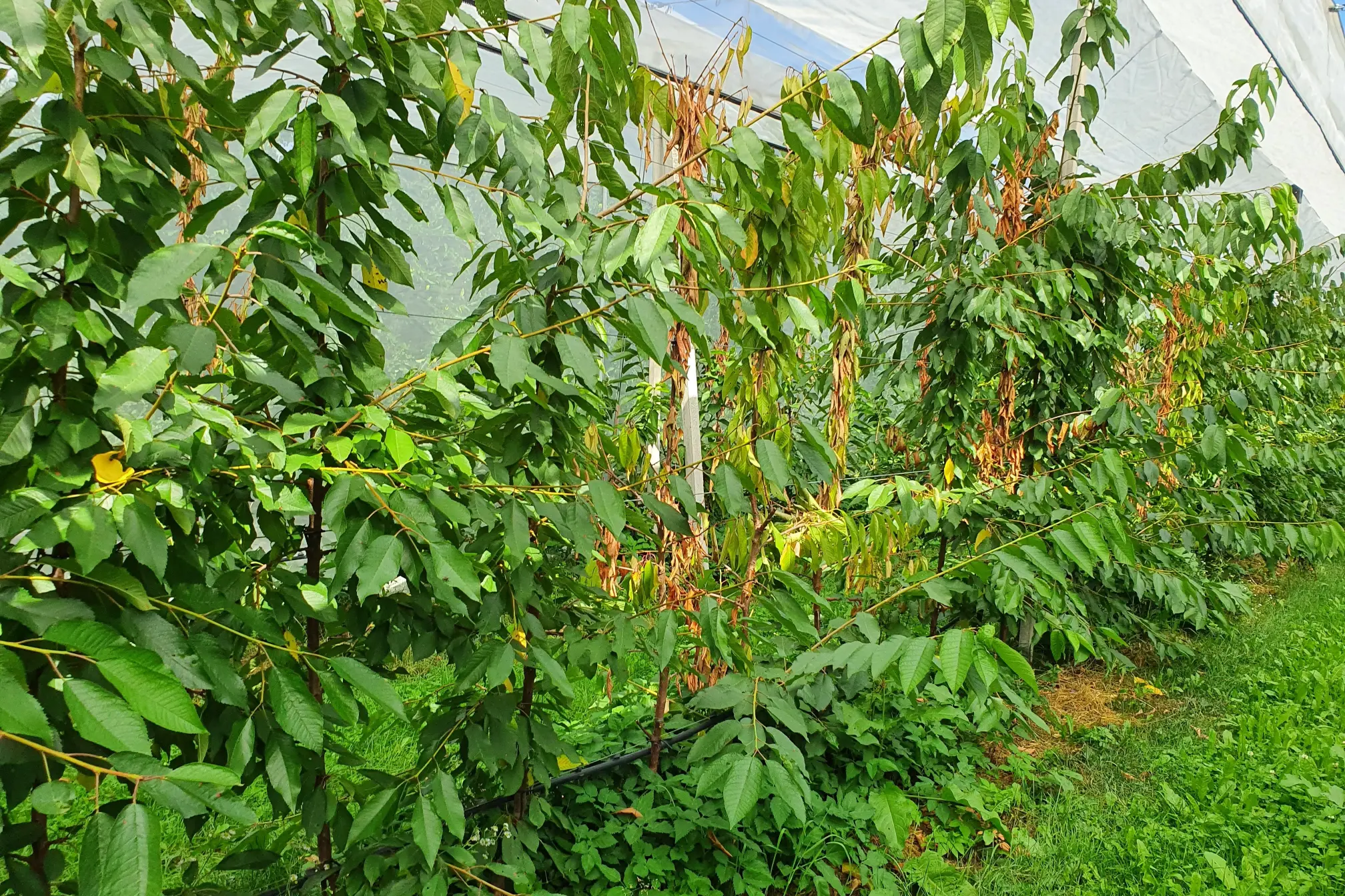 Cherry bacterial canker: prevention and sustainable orchard management strategies