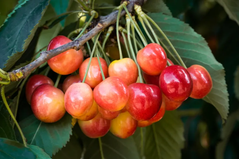 La nuova cv Cheery Glow attrae l'attenzione di coltivatori, esportatori e investitori