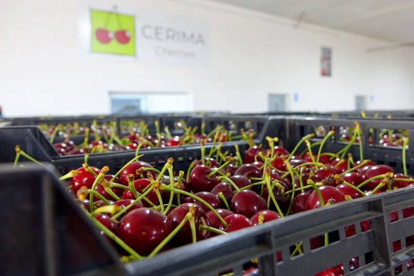 La raccolta delle ciliegie precoci nella valle dell'Ebro inizierà a metà aprile