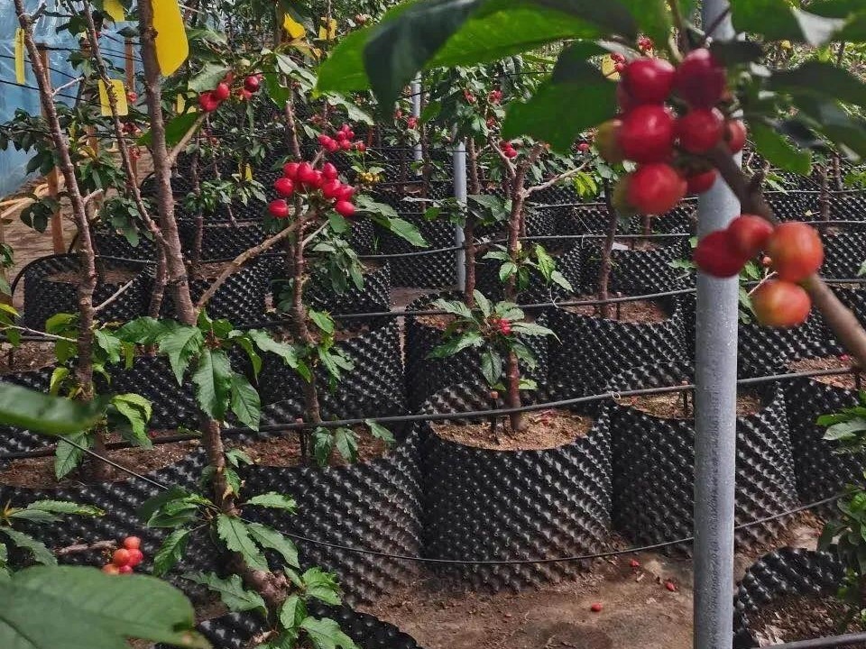 The first Chinese cherries from Chengcheng County hit the market, selling for $84/kg.