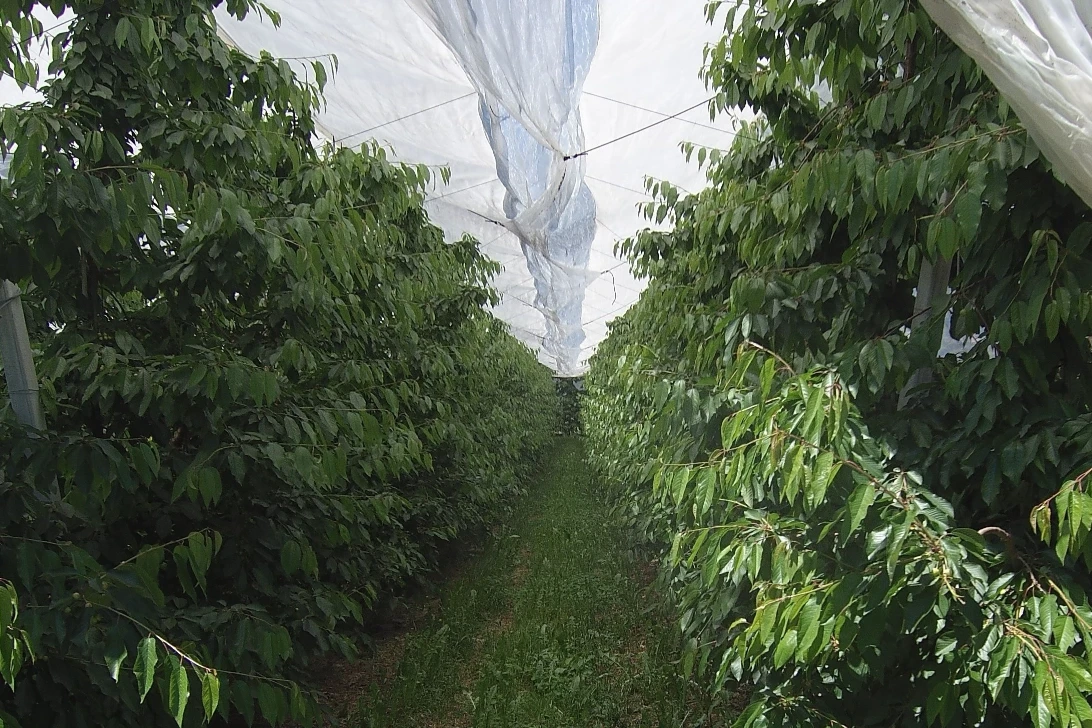 Insect nets in cherry orchards: microclimate and phenology effects in France