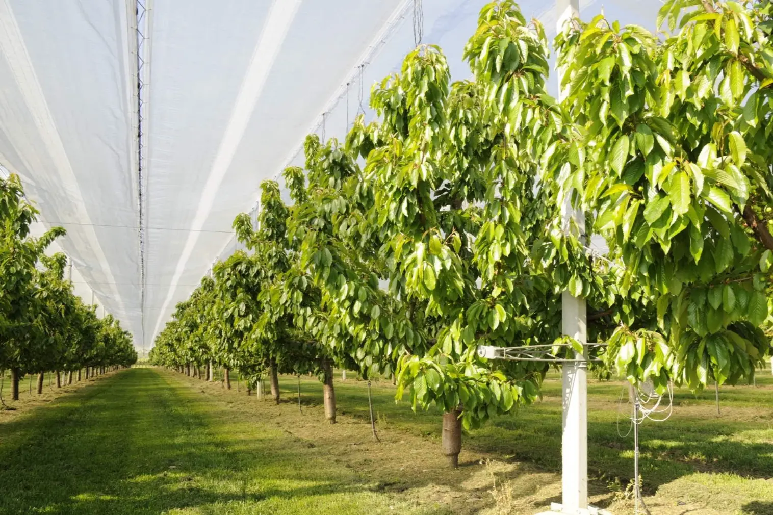 Cherry bacterial canker: prevention and sustainable orchard management strategies