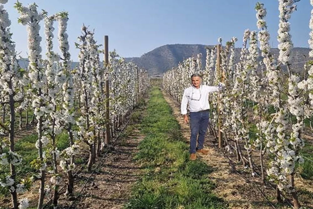 The Corette® rootstock series opens up new opportunities for cherry cultivation in Spain