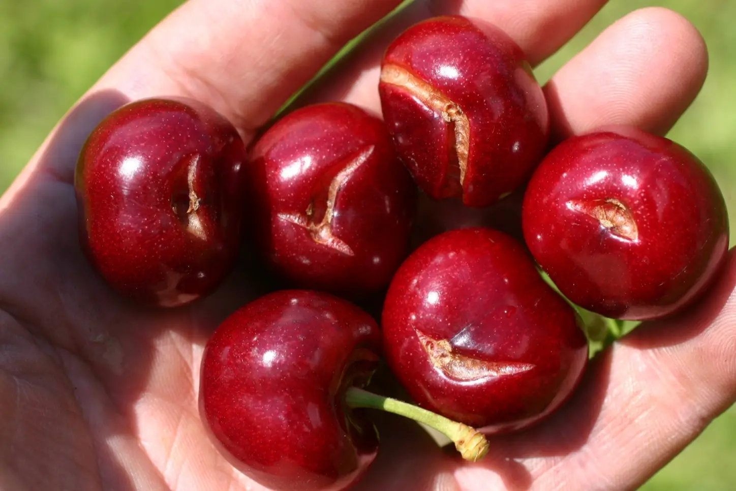 CrackSense launches two pilot projects to prevent fruit cracking in cherry trees