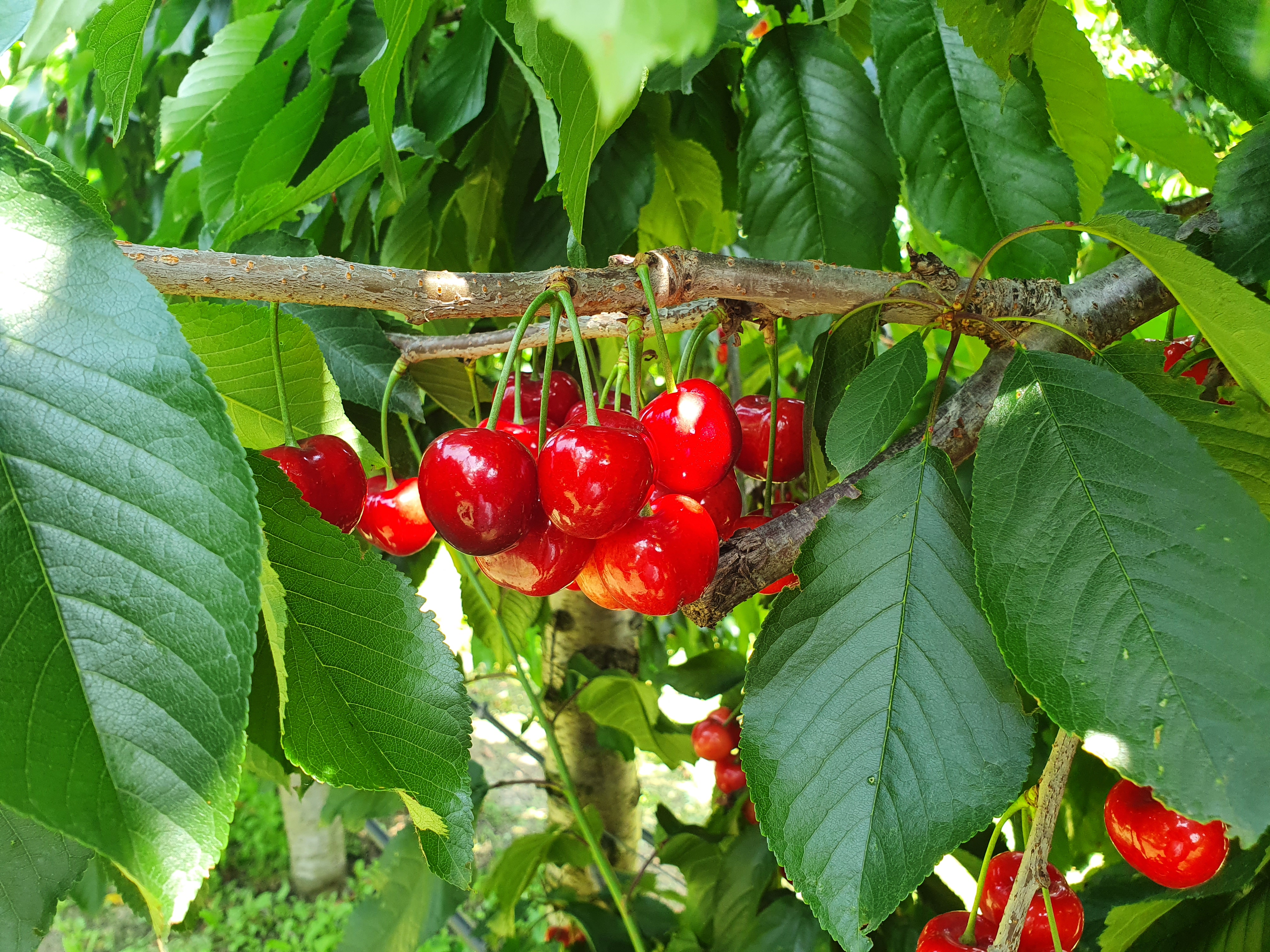 German cherry harvest: an early start between frost and rain