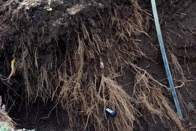 Gestione integrata della nutrizione: la chiave per ciliegie cilene di qualità superiore