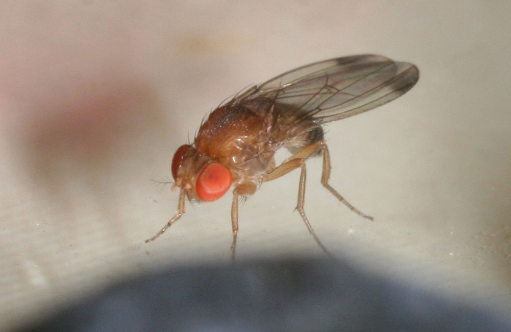 Il potenziale dell'olio essenziale di Pectis brevipedunculata nella gestione di Drosophila suzukii