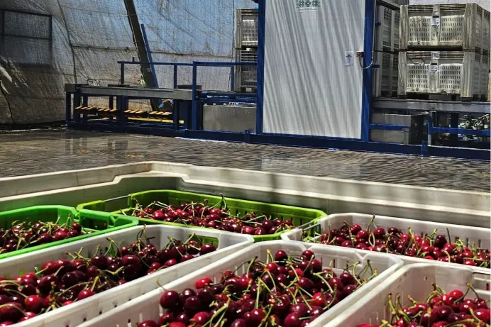 Coldtech transforms cherry quality in Chile with rapid field cooling technology