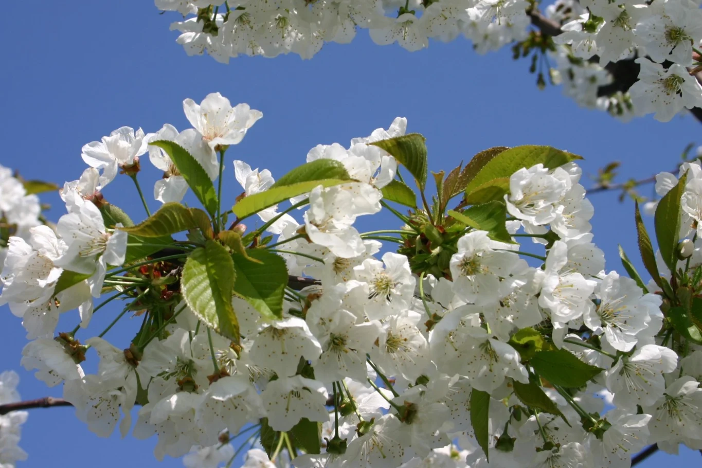 Jerte Valley in bloom: PDO Cereza del Jerte looks ahead to a strong season