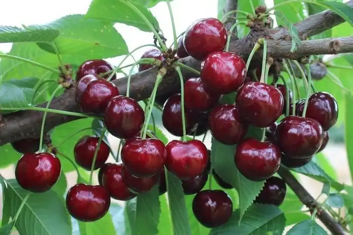 KIR: le nuove varietà tedesche suscitano interesse nel Regno Unito