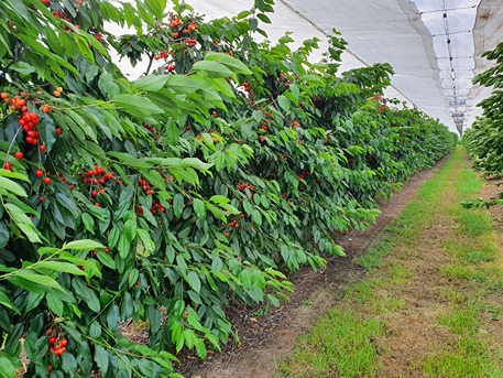 Come cambia la qualità dei frutti all'interno della chioma?