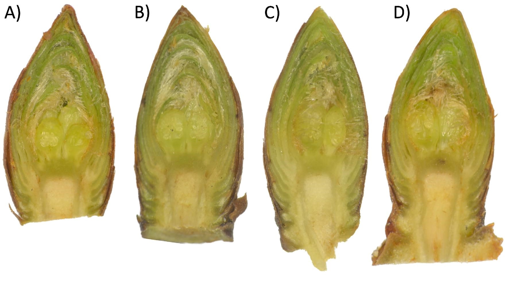 Variables influencing cold tests of cherry blossom buds