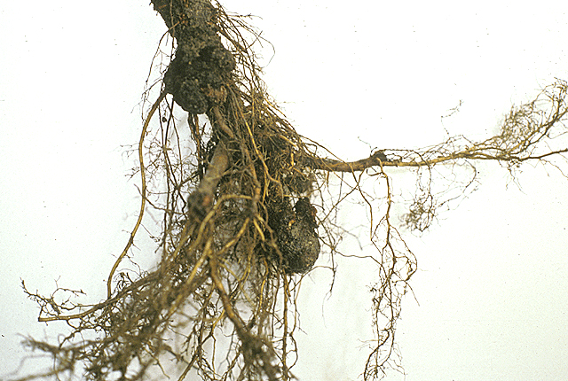 Eradicating Agrobacterium starts from the roots