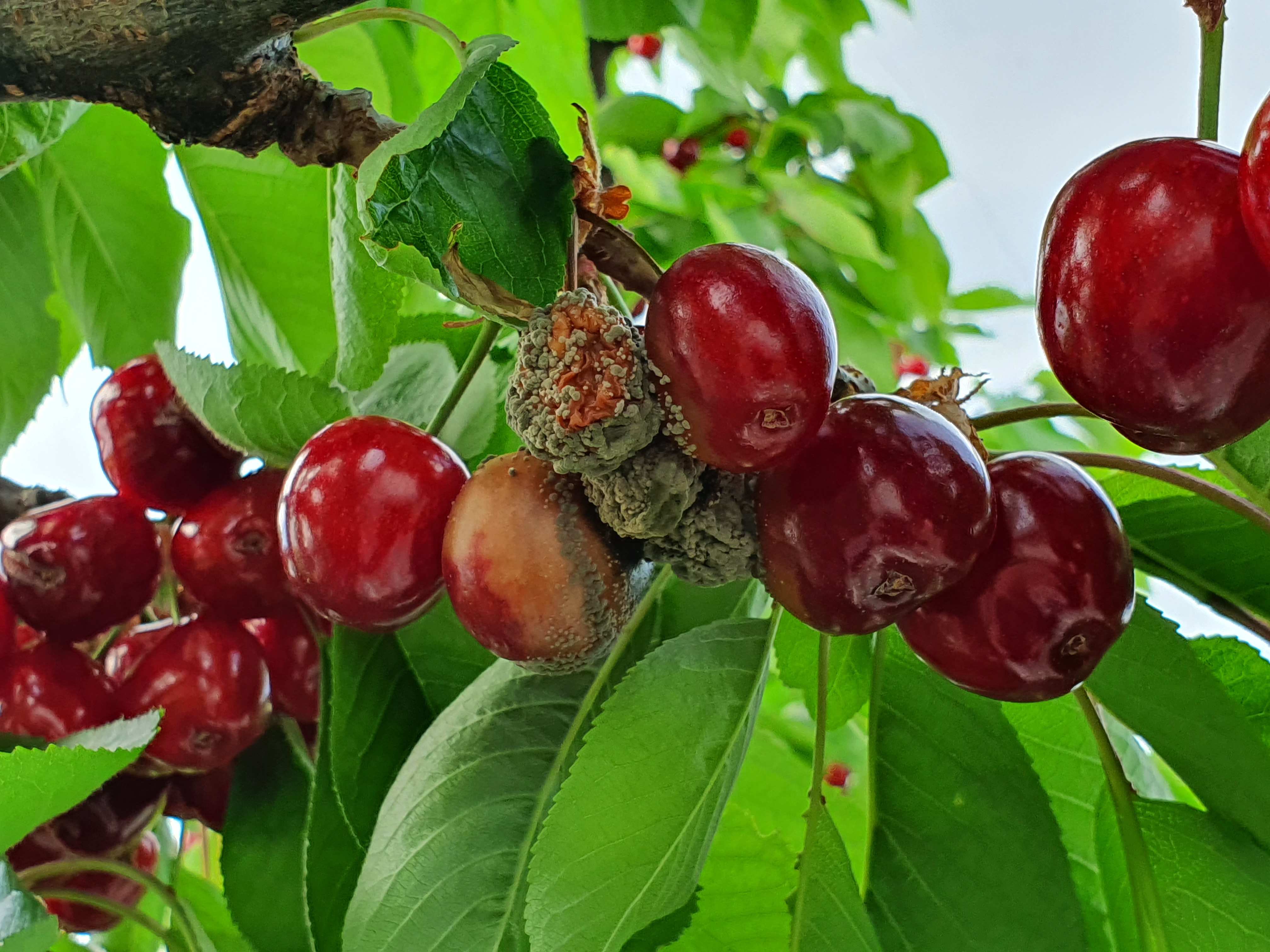 Controllo biologico per diminuire la presenza di Monilinia spp. in post-raccolta