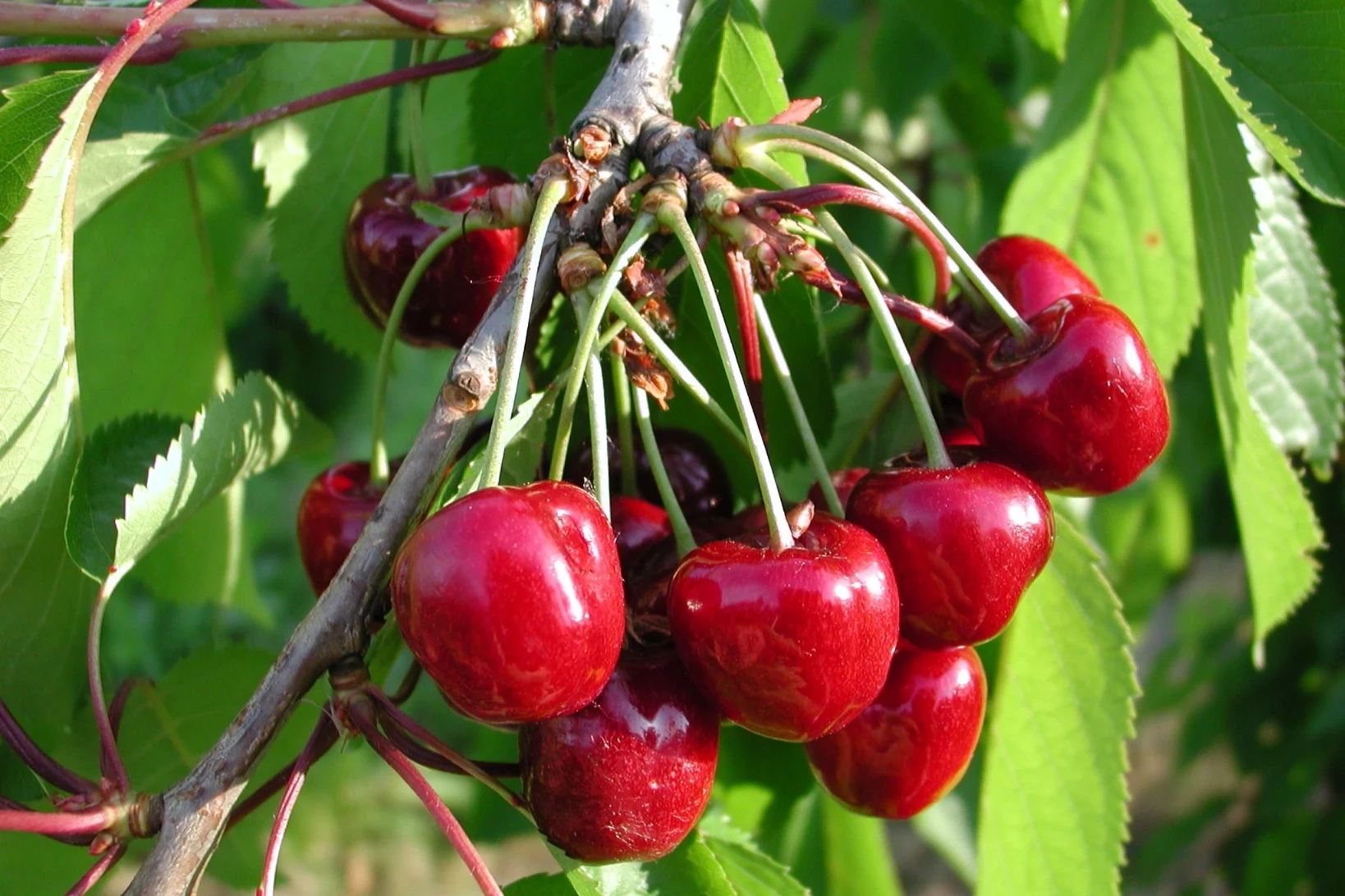 Cherry farming in Mendoza: strategies for high quality and profitability