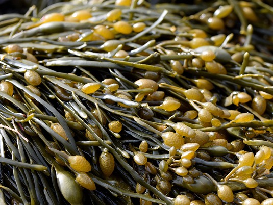 Seaweed for a quality production 