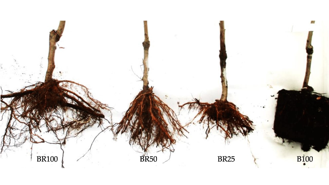 The influence of the root system at the time of planting on the success of the cherry orchard