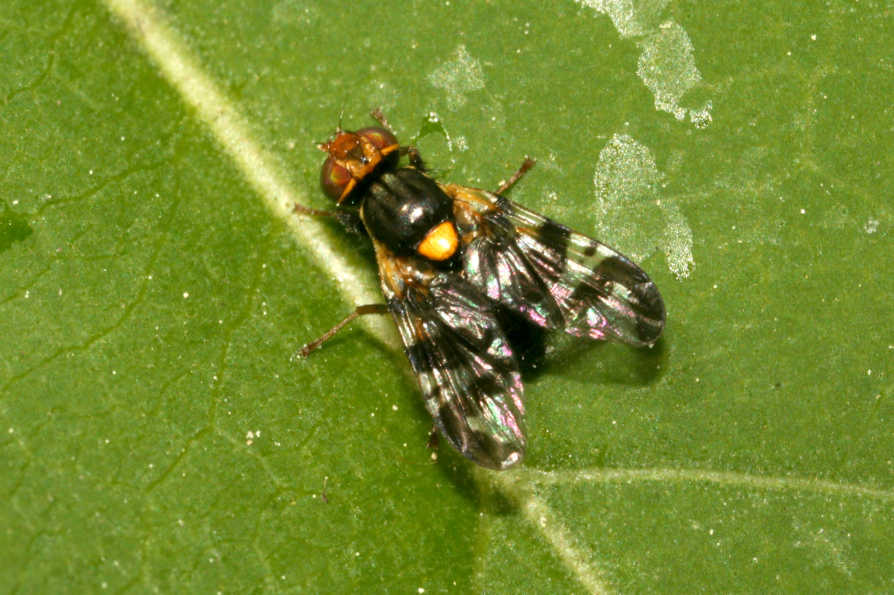 Cherry tree fly: the relationship between insect numbers and damage rates