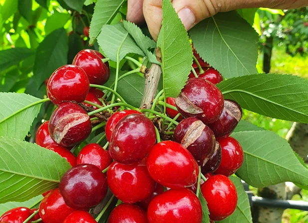 How environmental conditions affect calcium absorption in covered cherries