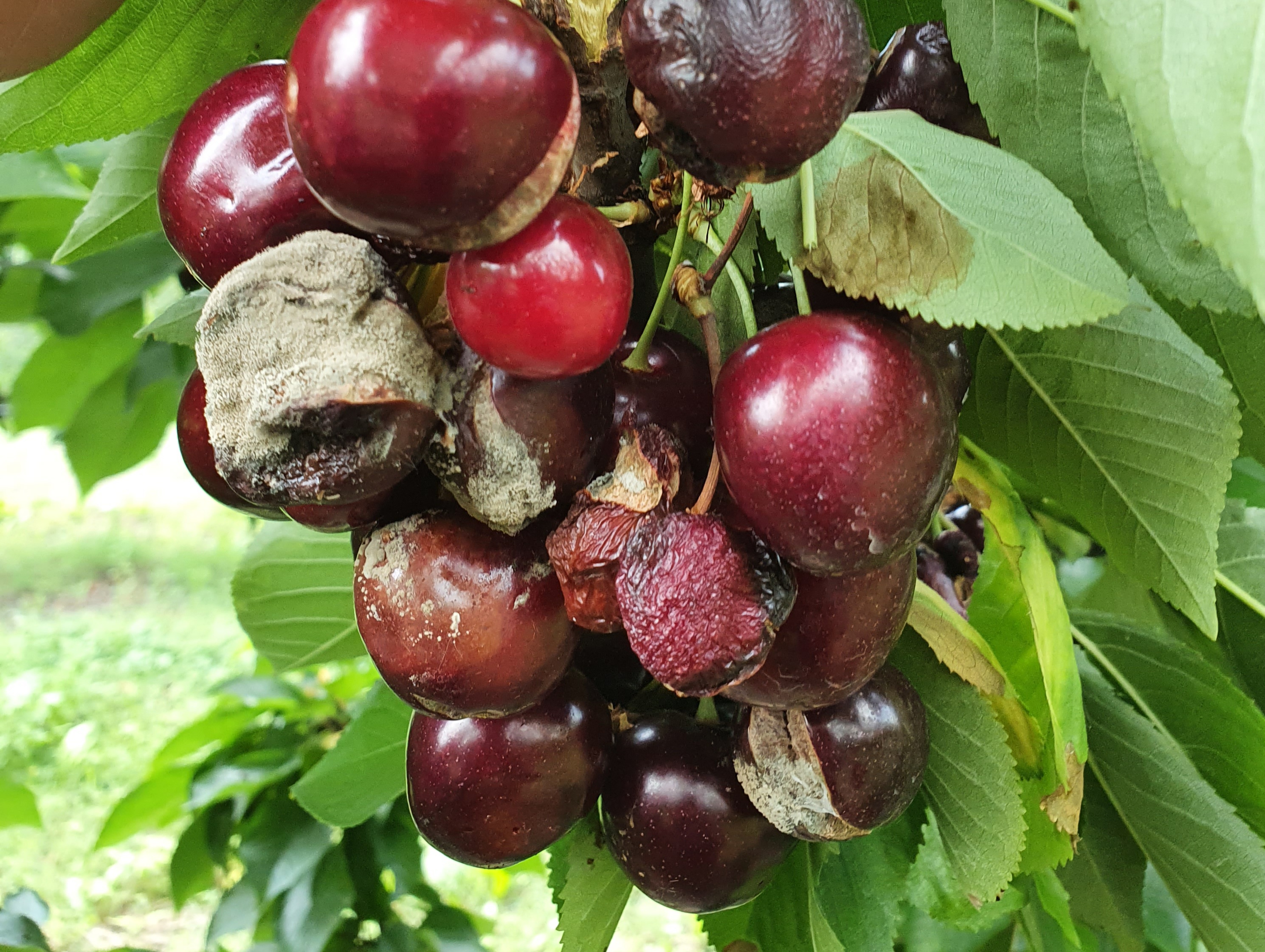 The University of O'Higgins (Chile) hosts a seminar on phytosanitary problems on cherry trees