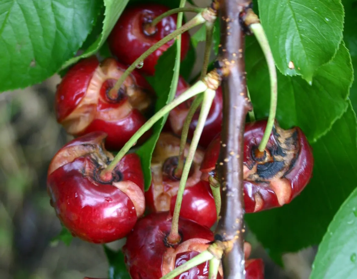 Picota del Jerte in difficoltà, richieste polizze assicurative adeguate contro i danni climatici