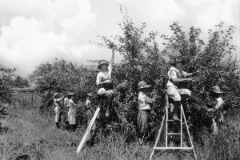The cherry industry in Door County, Wisconsin